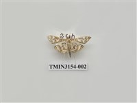 藏品(螟蛾305)的圖片